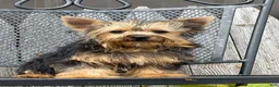 Yorkshire Terrier dogs for sale: Nicole Yorkshire Terrier  - Ad 18