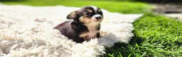 Chihuahua dogs for sale: Tony - Ad 4
