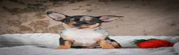 Chihuahua dogs for sale: Abby - Ad 4