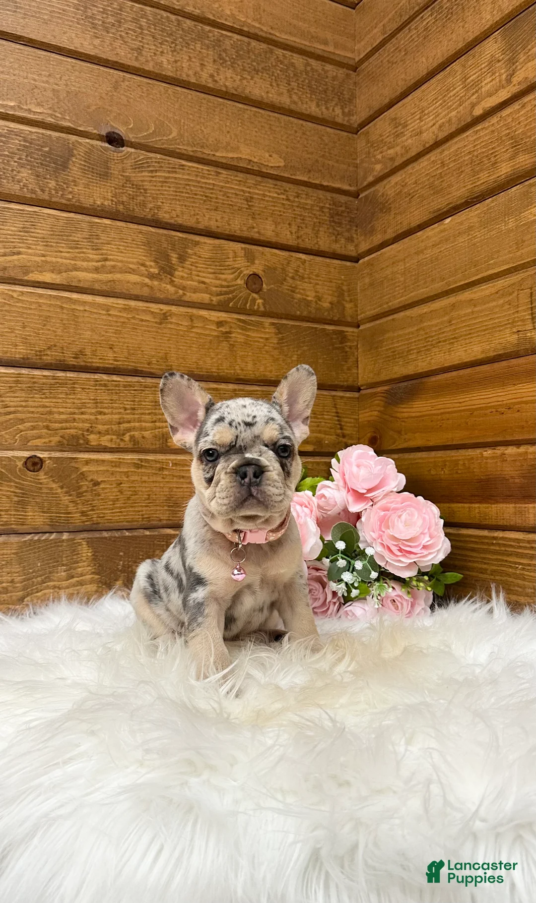 French Bulldog dogs for sale: Sophie - Ad 1