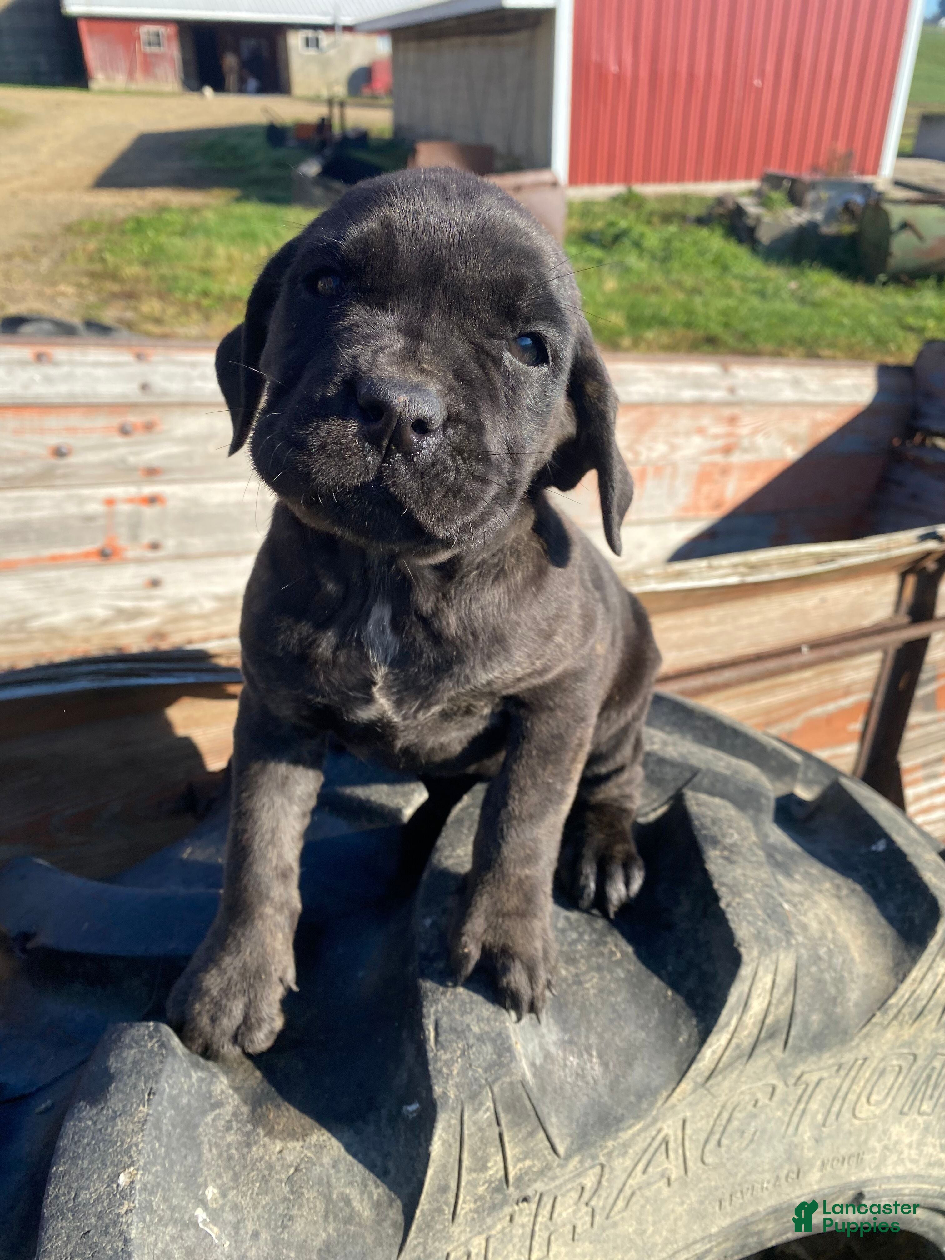 Cane Corso dogs for sale: Cookie - Ad 1