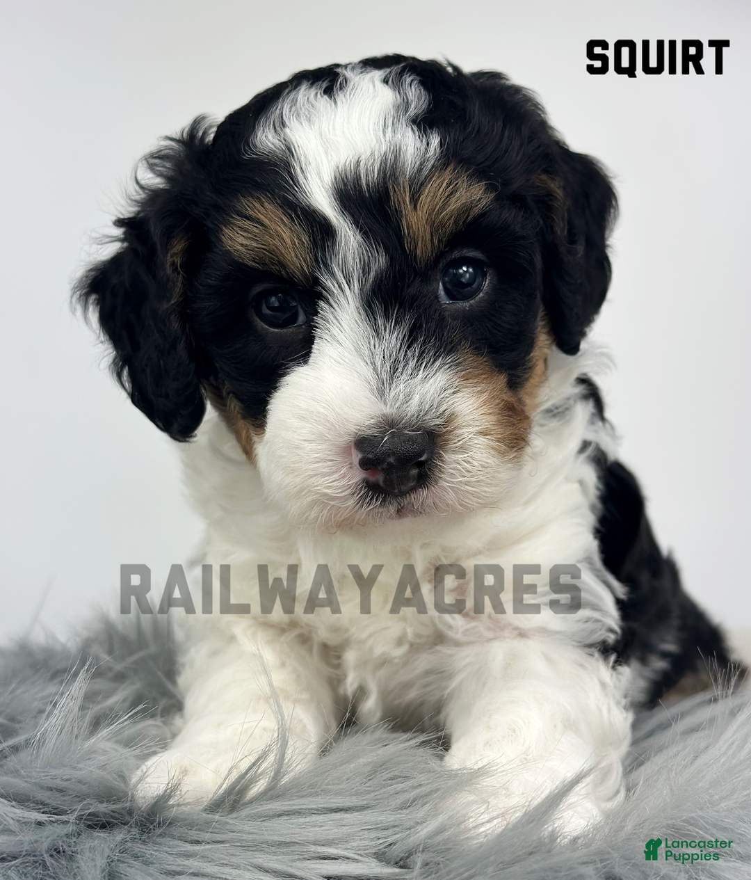 Mini Bernedoodle dogs for sale: Squirt - Ad 1