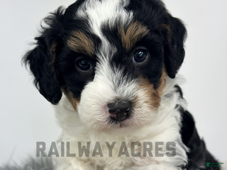 Mini Bernedoodle dogs Squirt - Ad 15