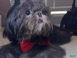 Shih Tzu dogs for sale: AKC Keith - Ad 1