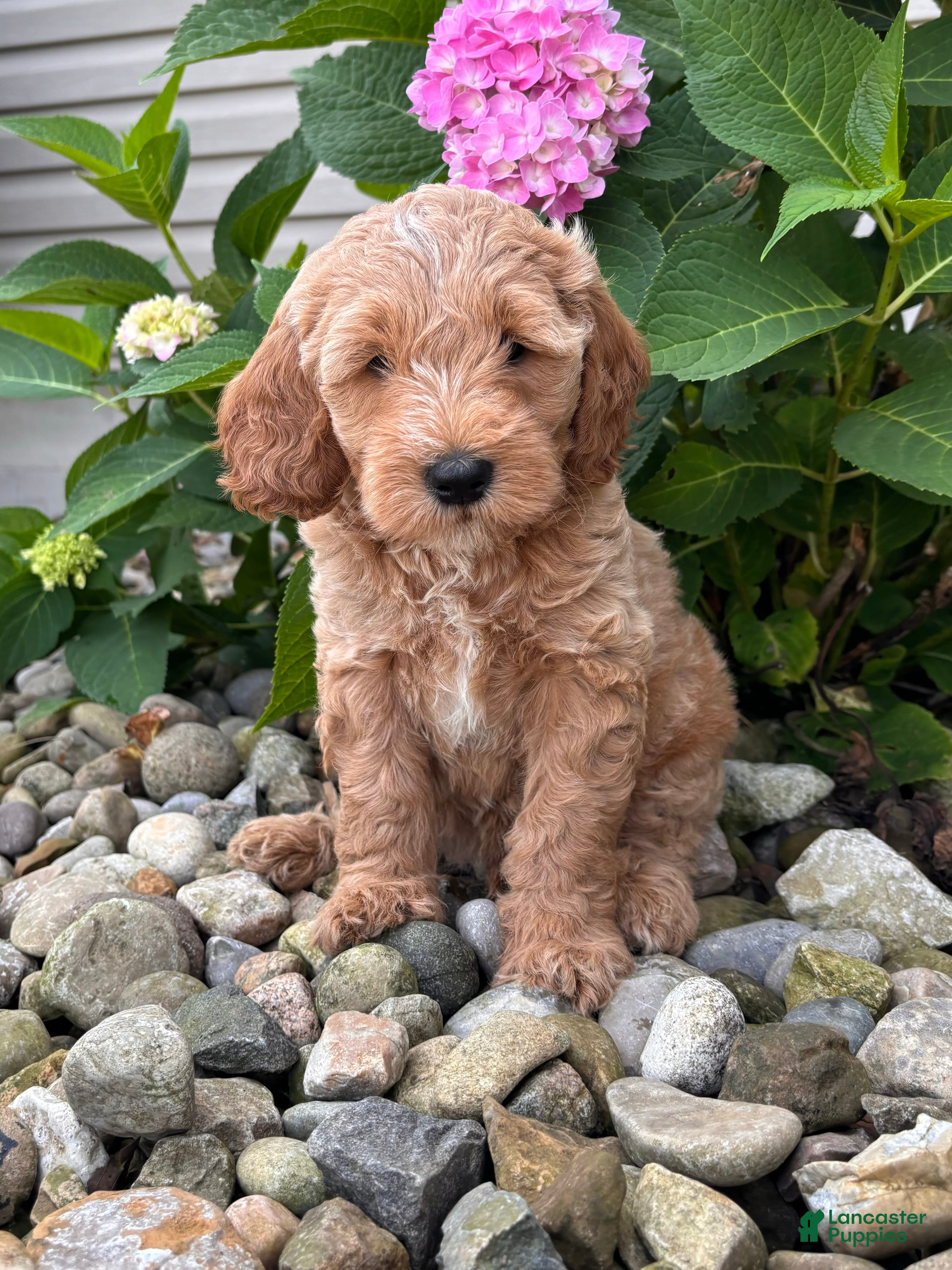 Whoodle dogs Mini Wyoming (Wyatt) - Ad 1