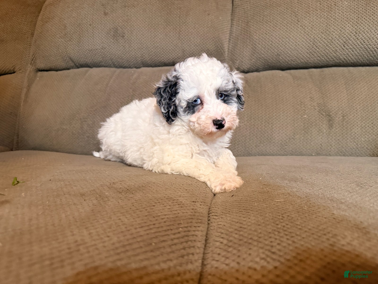 Miniature Poodle dogs Sparky - Ad 2