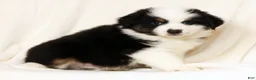 Miniature Australian Shepherd dogs for sale: Pluto - Ad 8