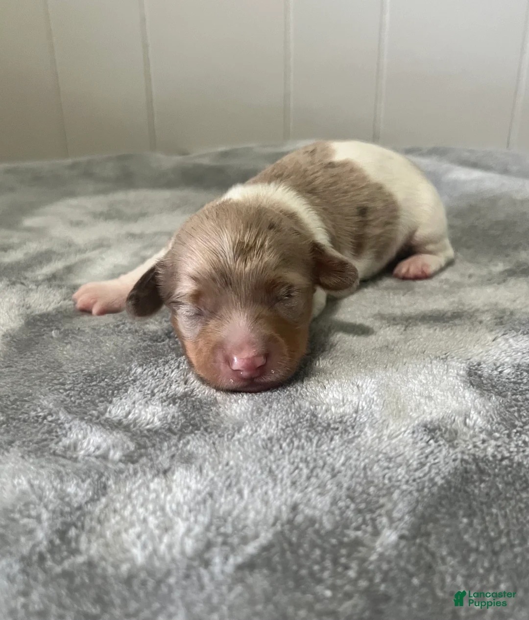 Miniature Dachshund dogs for sale: Miniature Dachshund 2 - Ad 1
