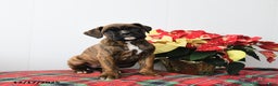 Boxer dogs for sale: Bailey - Ad 2