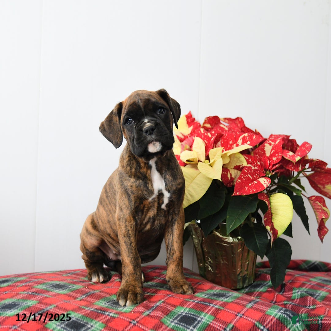 Boxer dogs for sale: Bailey - Ad 2