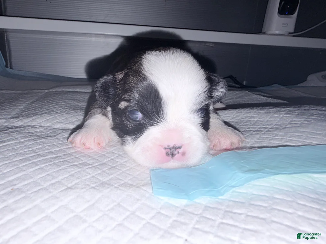 French Bulldog dogs for sale: French Bulldog Puppy 1 - Ad 2