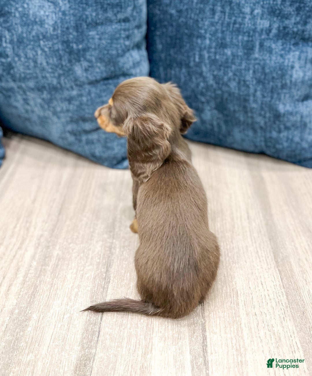 Miniature Dachshund dogs for sale: Cupcake - Ad 5