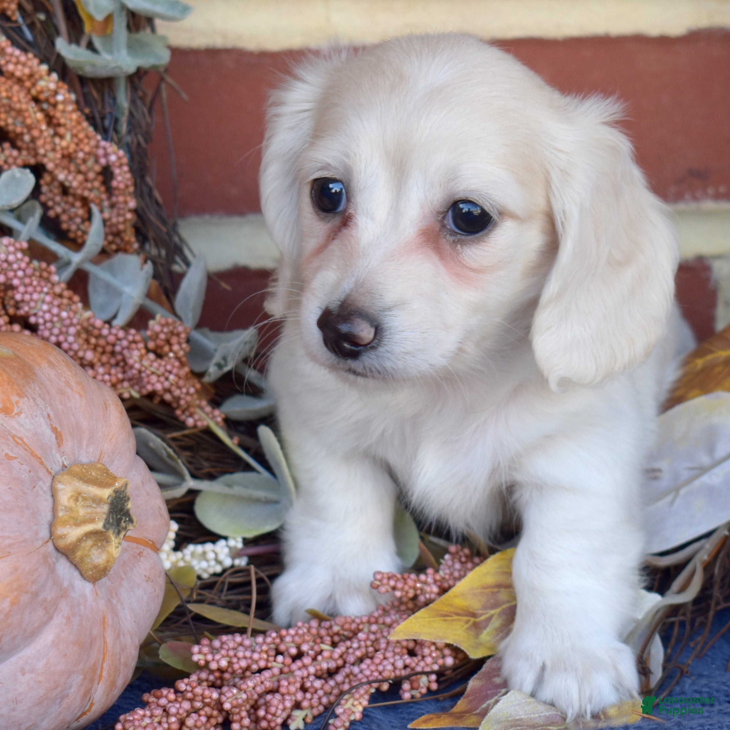 Miniature Dachshund dogs for sale: Cannoli - Ad 1