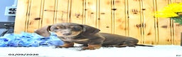 Miniature Dachshund dogs for sale: Samson - Ad 4
