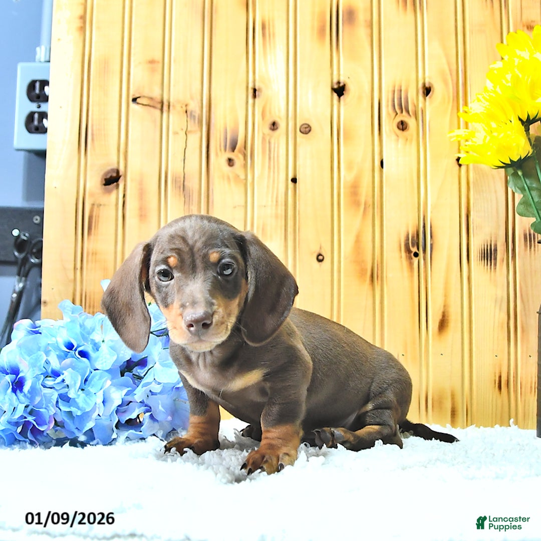 Miniature Dachshund dogs for sale: Samson - Ad 4