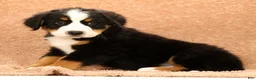 Bernese Mountain Dog dogs for sale: Jemma - Ad 9