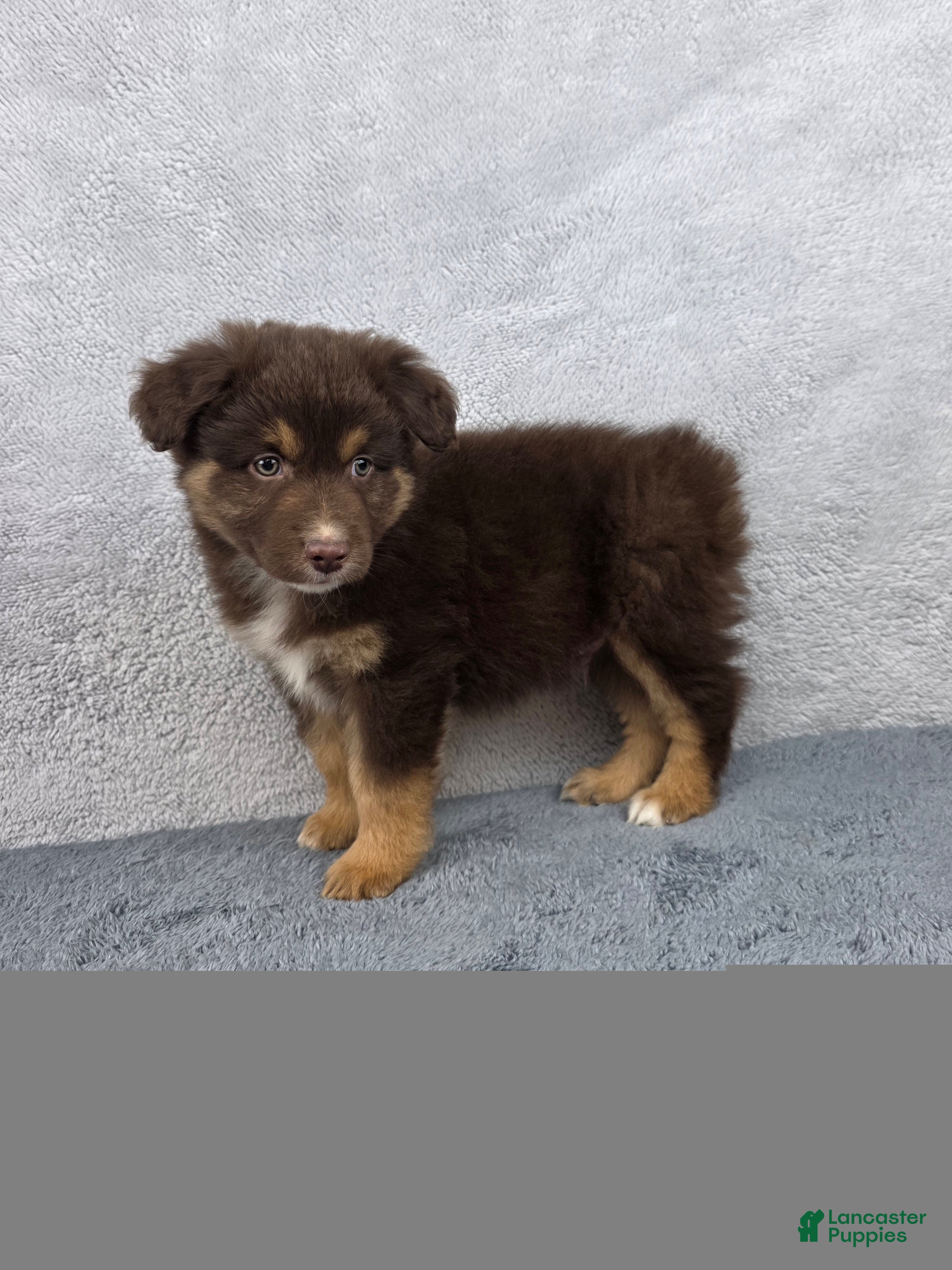 Miniature Australian Shepherd dogs Cash - Ad 1