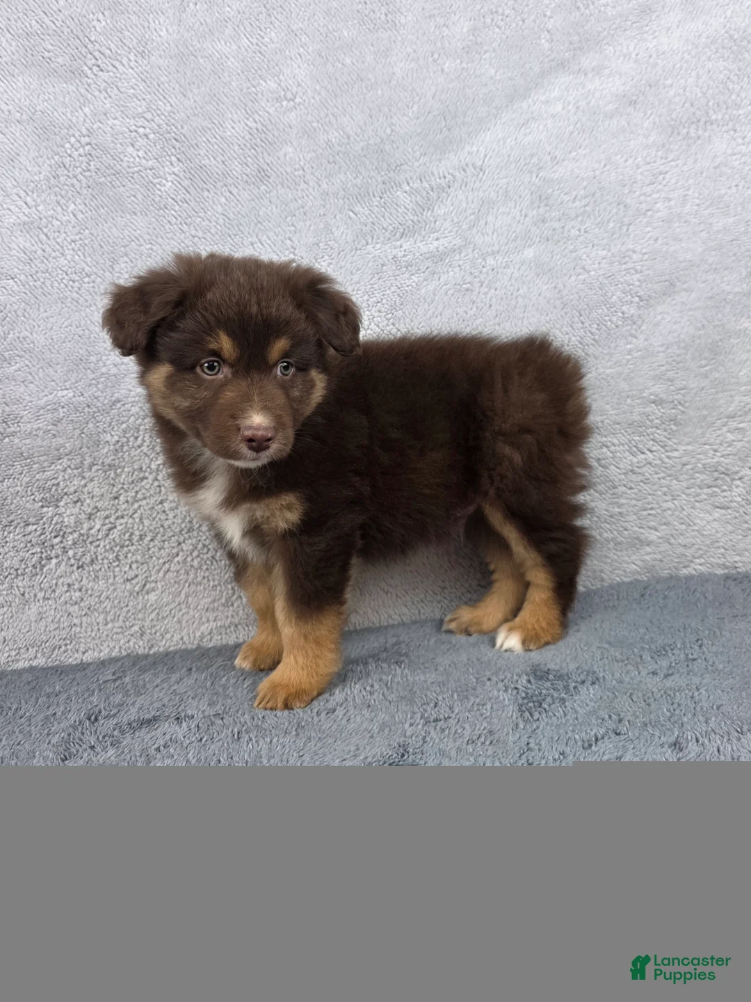 Miniature Australian Shepherd dogs for sale: Cash - Ad 1