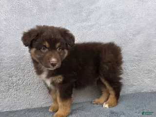 Miniature Australian Shepherd dogs for sale: Cash - Ad 1