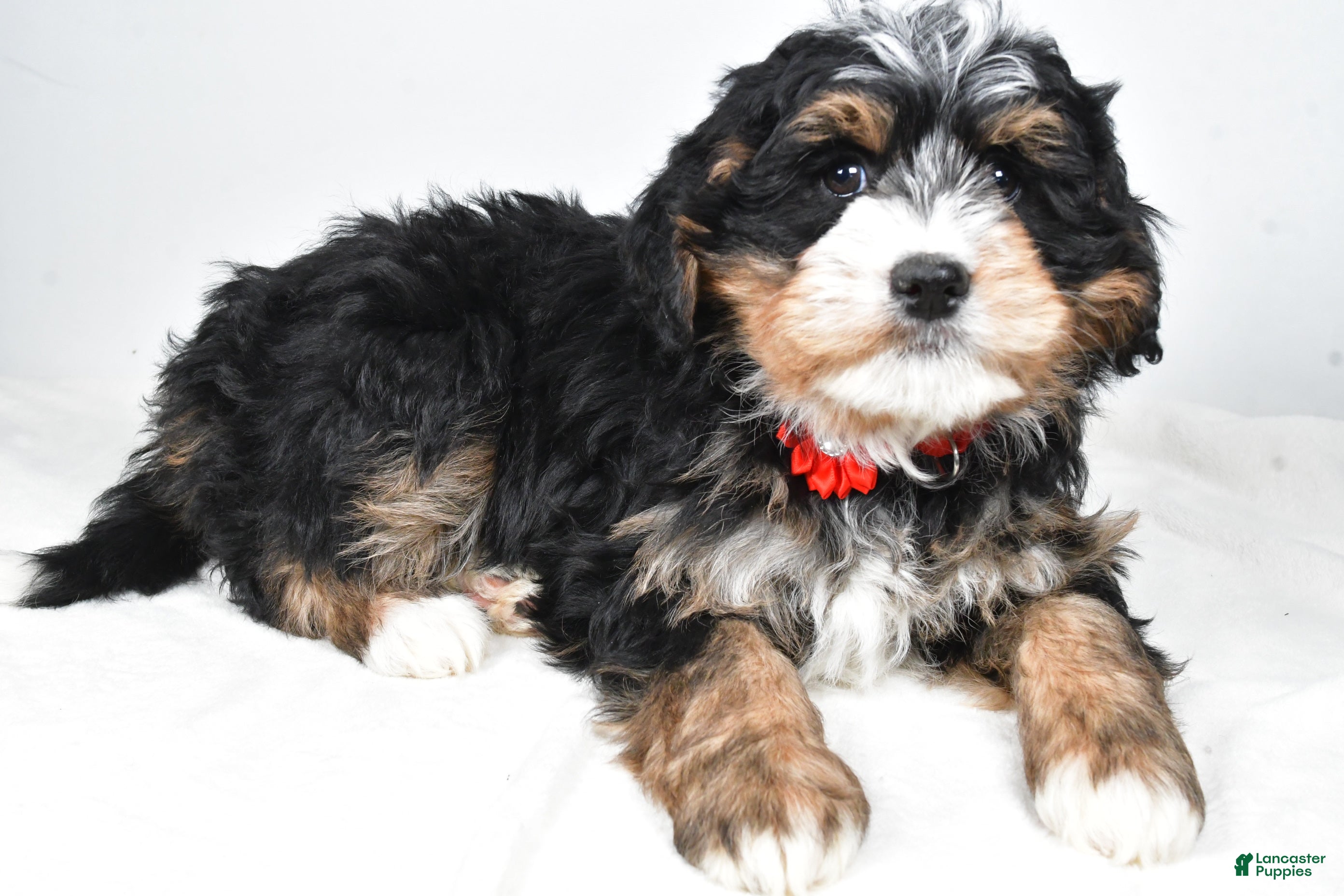 Mini Bernedoodle dogs Abigail - Ad 1