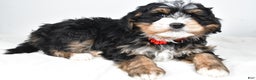 Mini Bernedoodle dogs for sale: Abigail - Ad 6