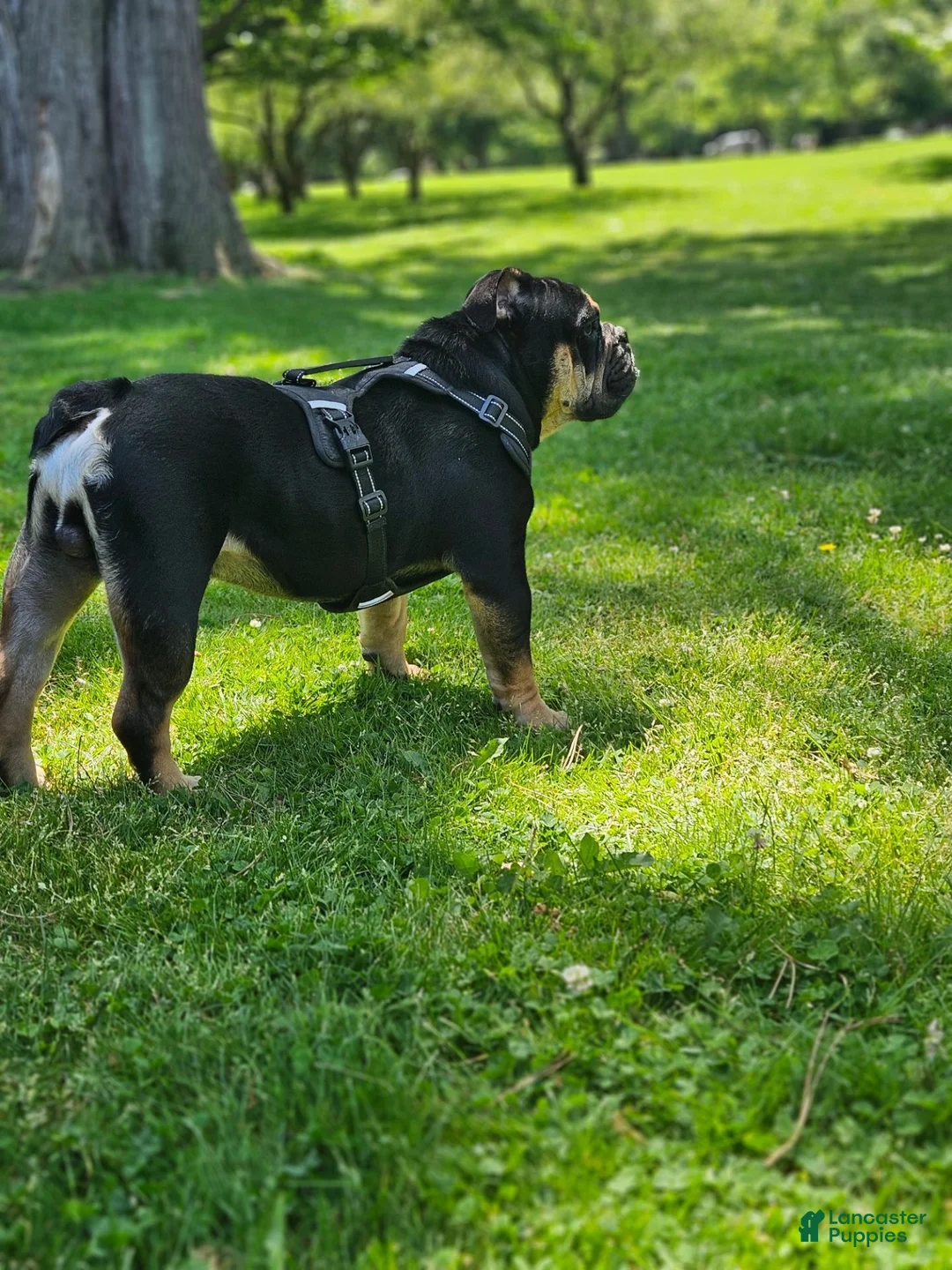 English Bulldog dogs for stud: Miniature English bulldog - Ad 7