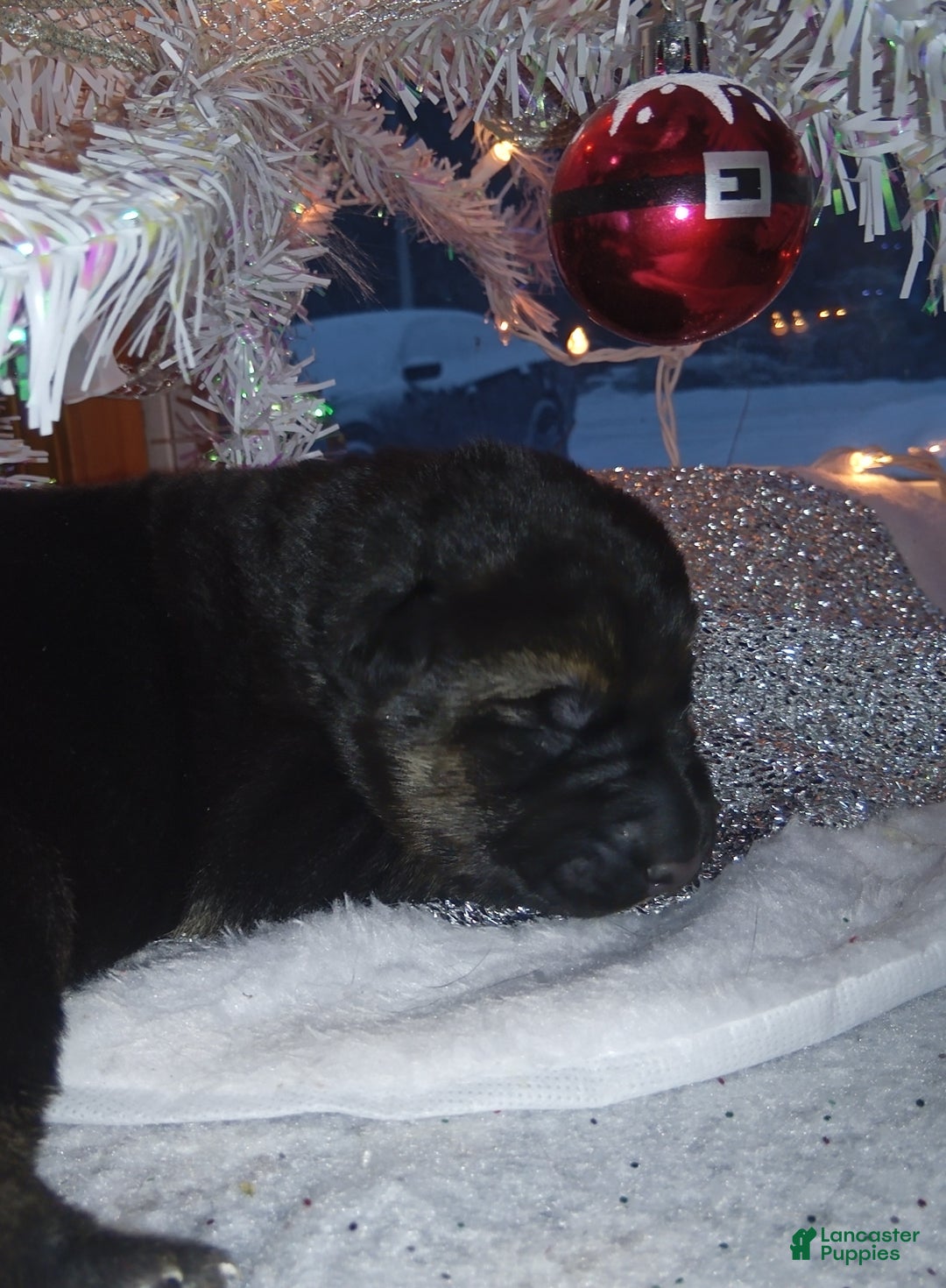 German Shepherd dogs for sale: Diamond - Ad 38