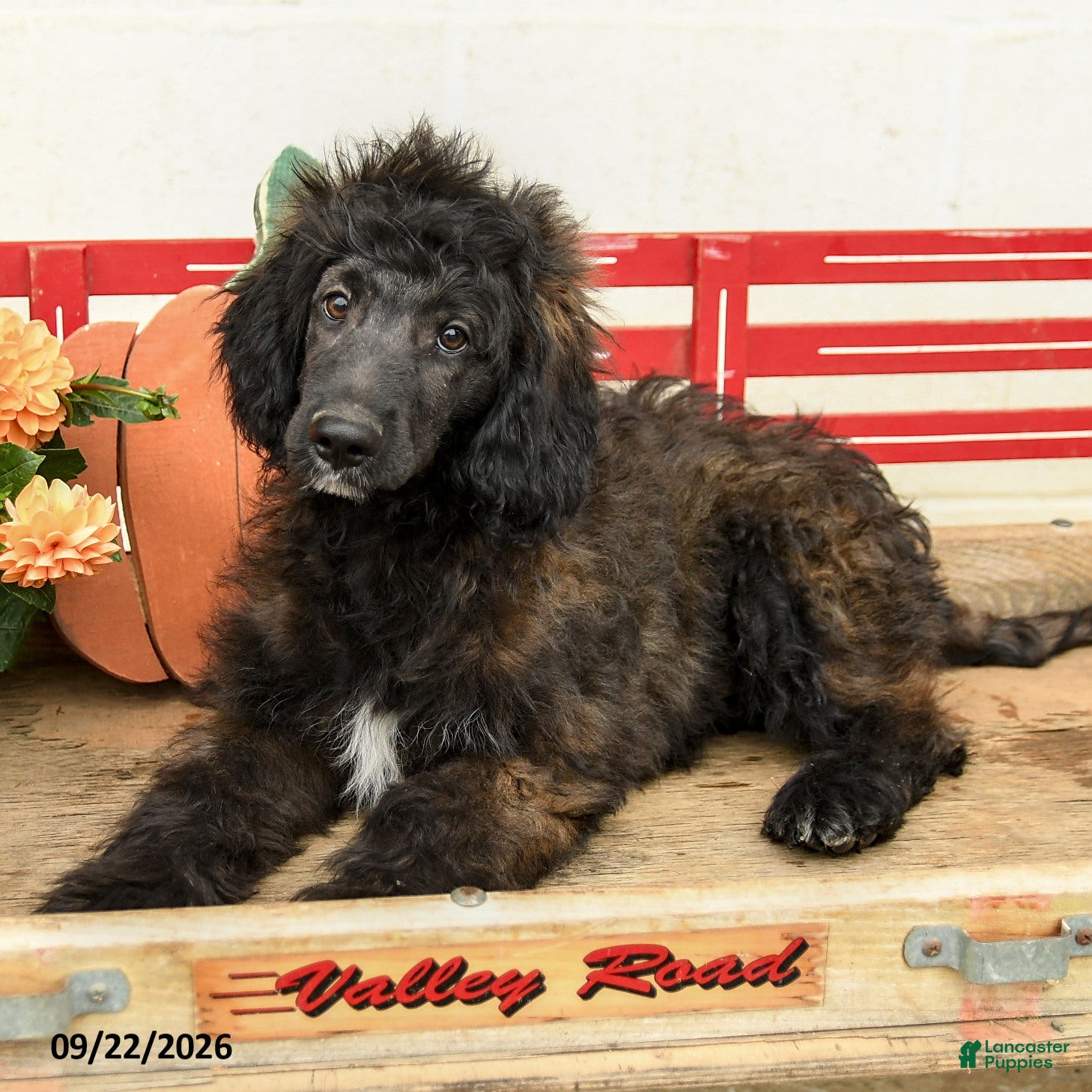 Mini Aussiedoodle dogs Akim - Ad 2