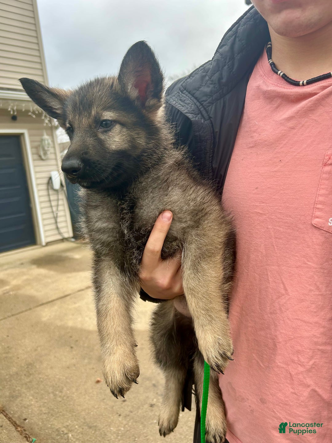 German Shepherd dogs for sale: German Shepherd Dark Green - Ad 2