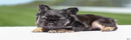 French Bulldog dogs for sale: Jade - Ad 2
