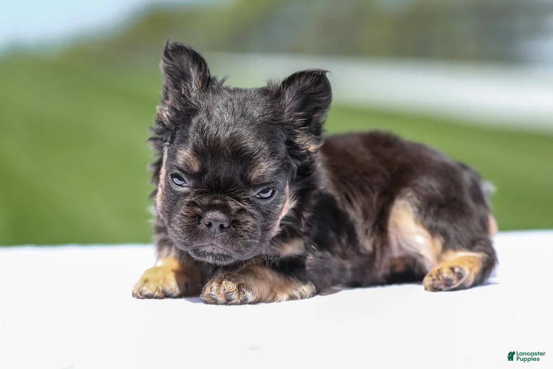 French Bulldog dogs for sale: Jade - Ad 2
