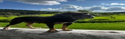 Olde English Bulldogge dogs for sale: Olde English Bulldogge 2 - Ad 3