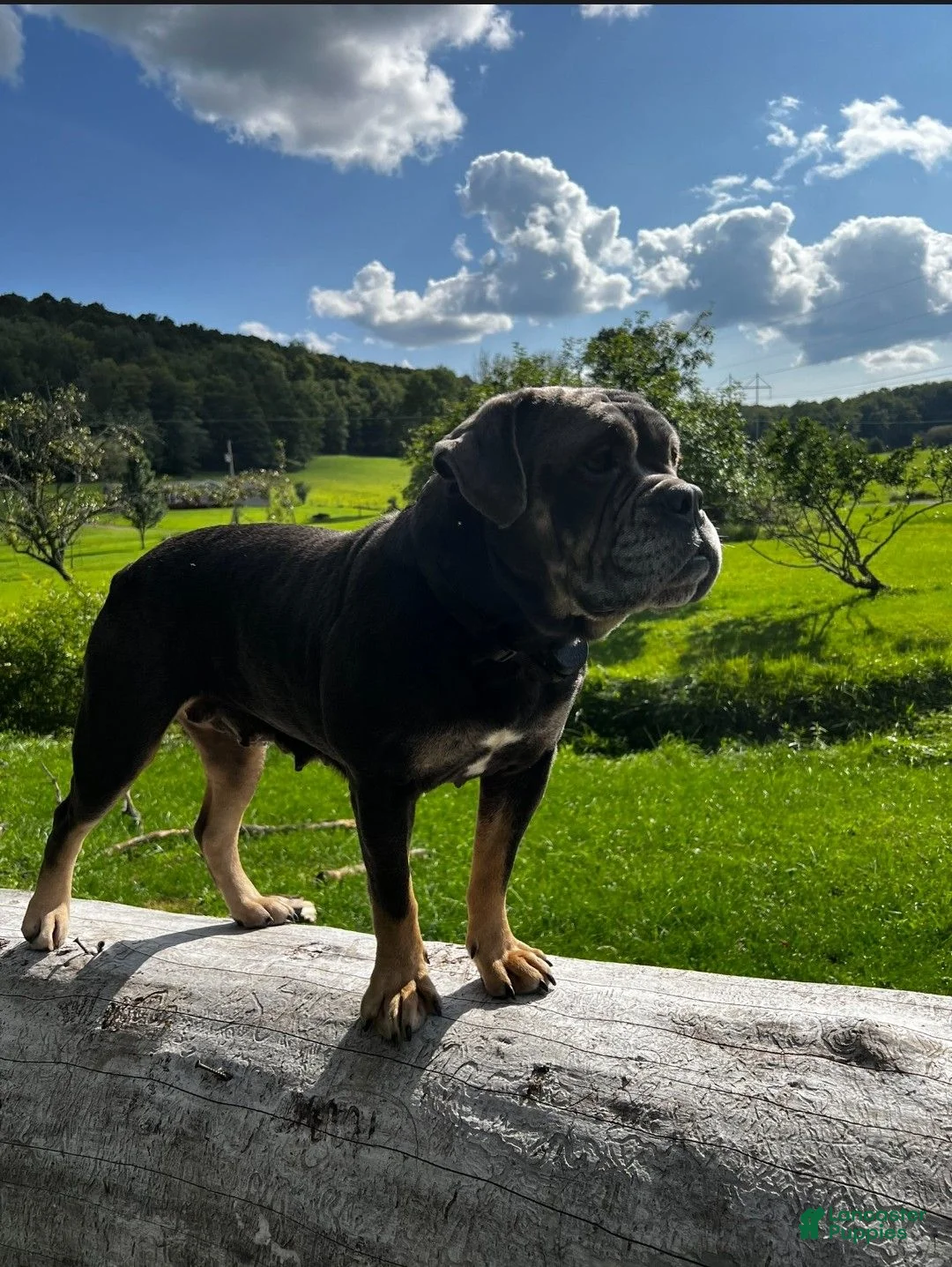 Olde English Bulldogge dogs for sale: Olde English Bulldogge 2 - Ad 3
