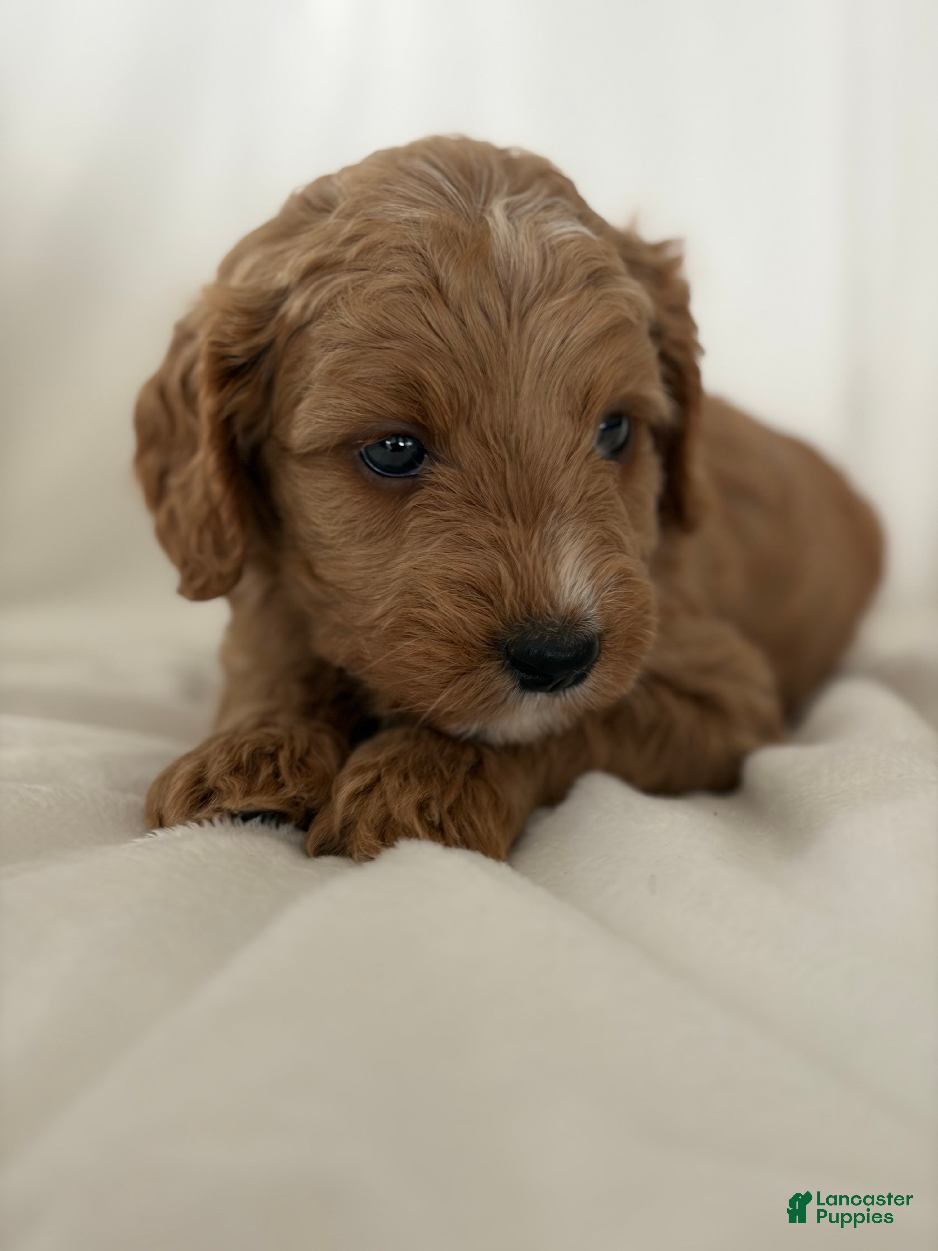 Cavapoo dogs Denali🩷 - Ad 2
