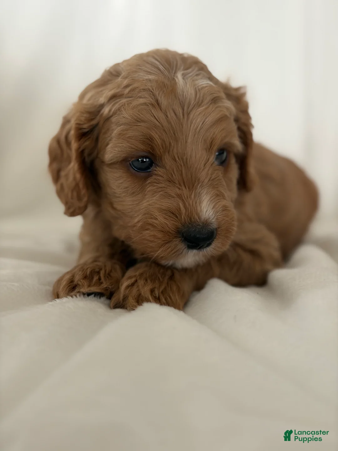 Cavapoo dogs for sale: Denali🩷 - Ad 2