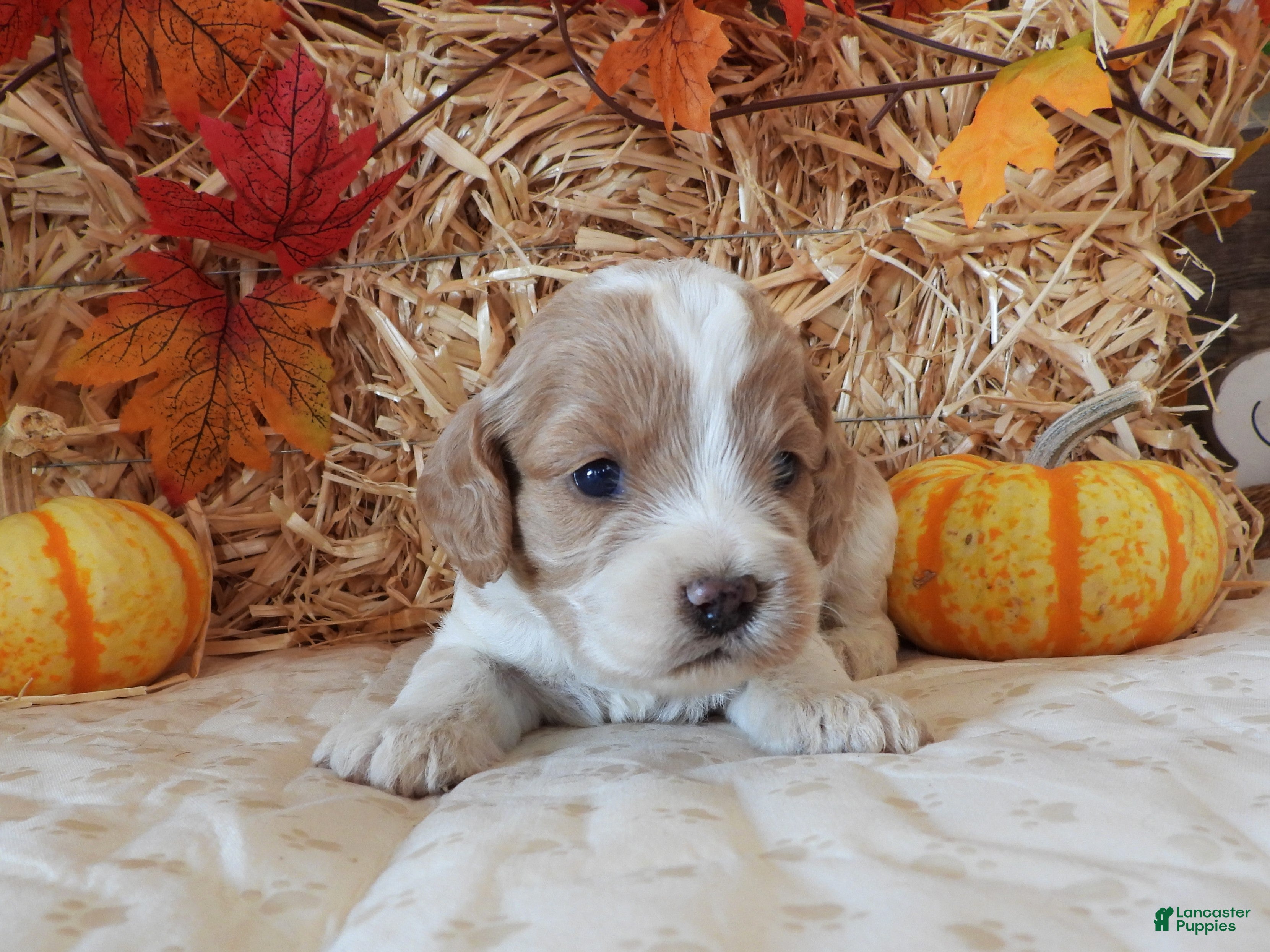 Cockapoo dogs #3 Female (Leslie's) - Ad 5