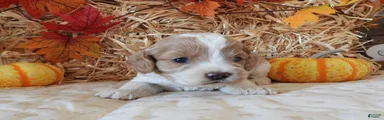 #3 Female (Leslie's)