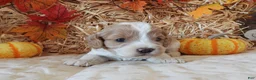 Cockapoo dogs for sale: #3 Female (Leslie's) - Ad 1
