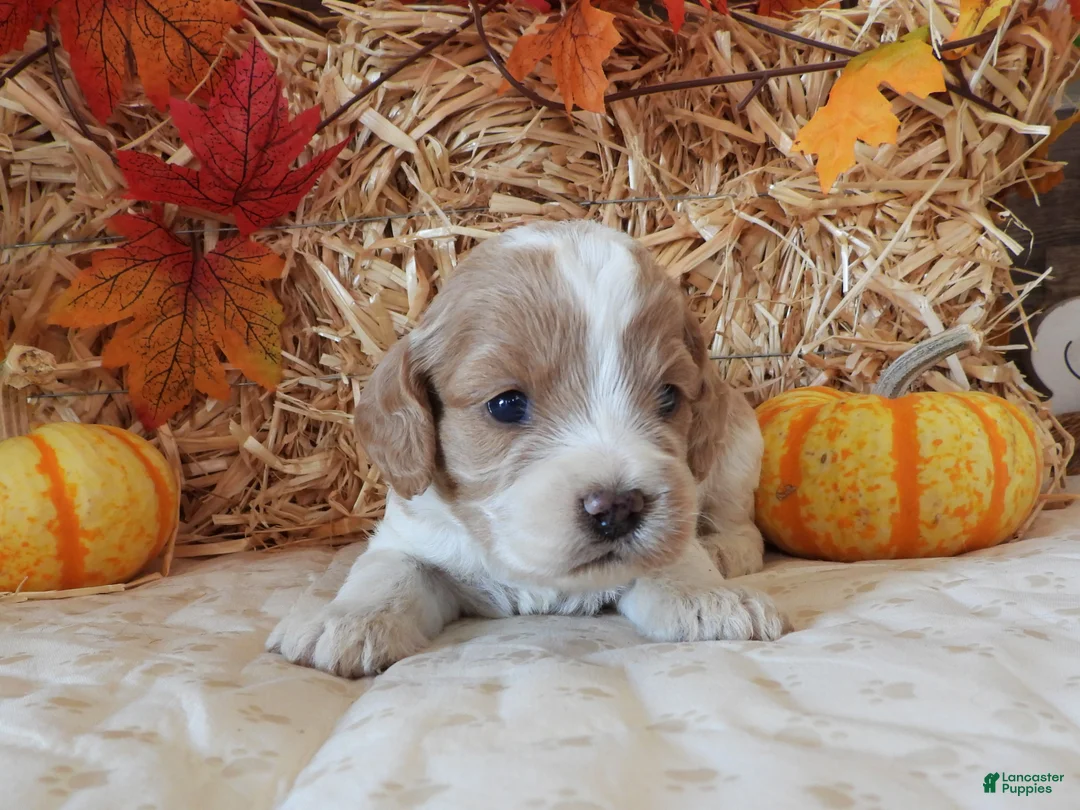 Cockapoo dogs for sale: #3 Female (Leslie's) - Ad 1