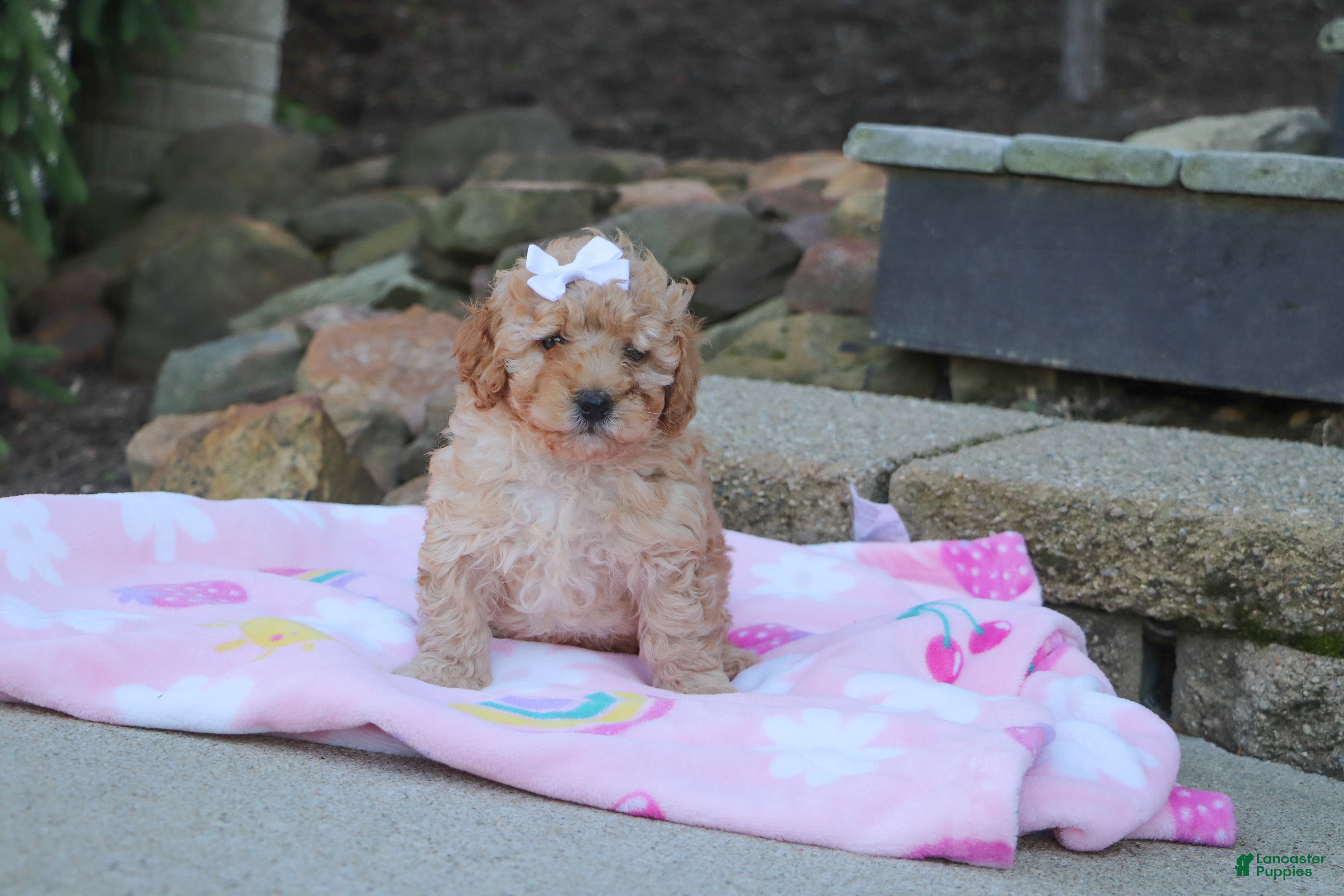 Cavapoo dogs Russel - Ad 2