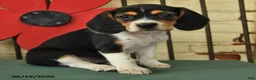 Beagle dogs for sale: Sadie - Ad 3