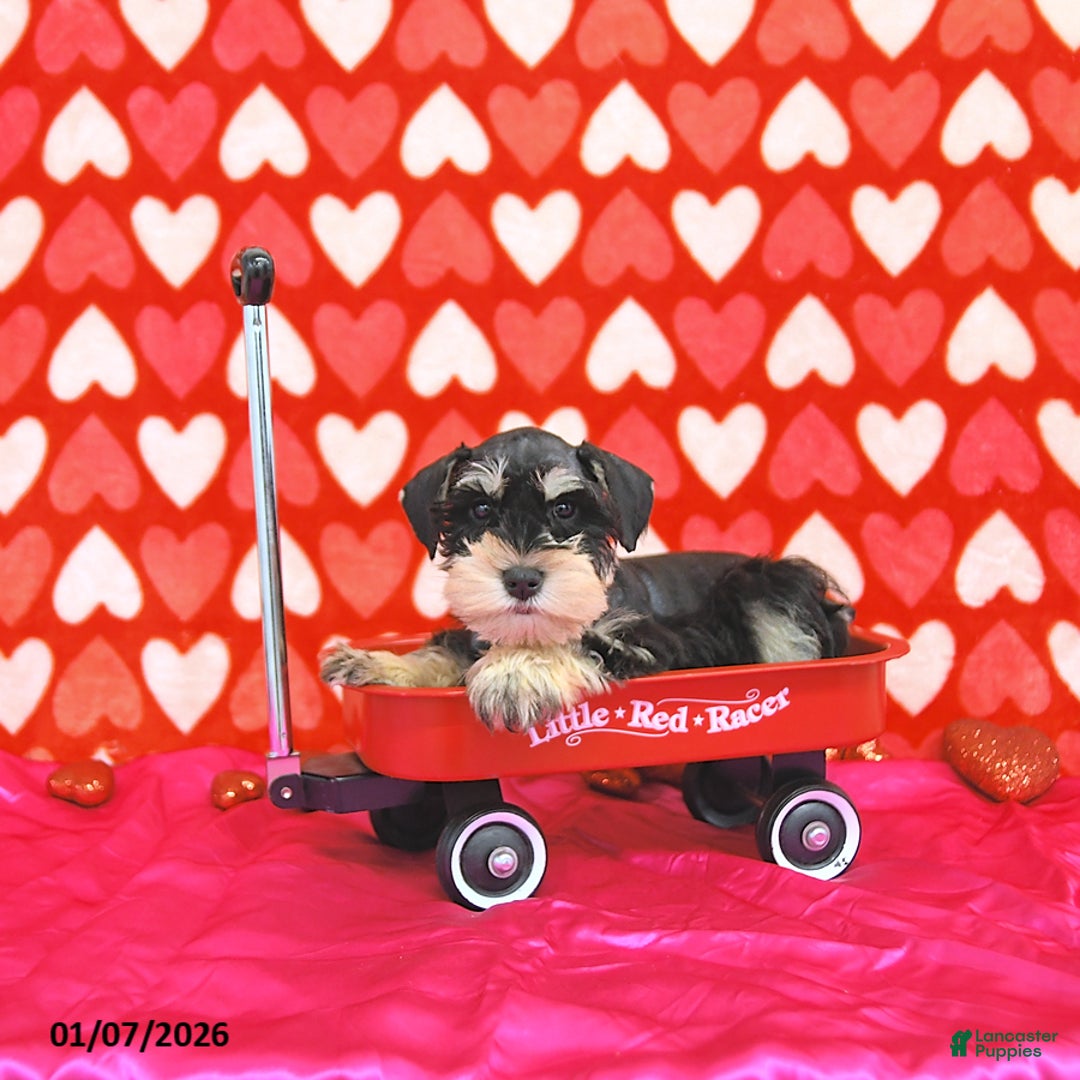 Miniature Schnauzer dogs for sale: Clark - Ad 3