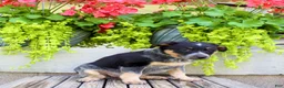 Australian Cattle Dog dogs for sale: Sandra - Ad 3