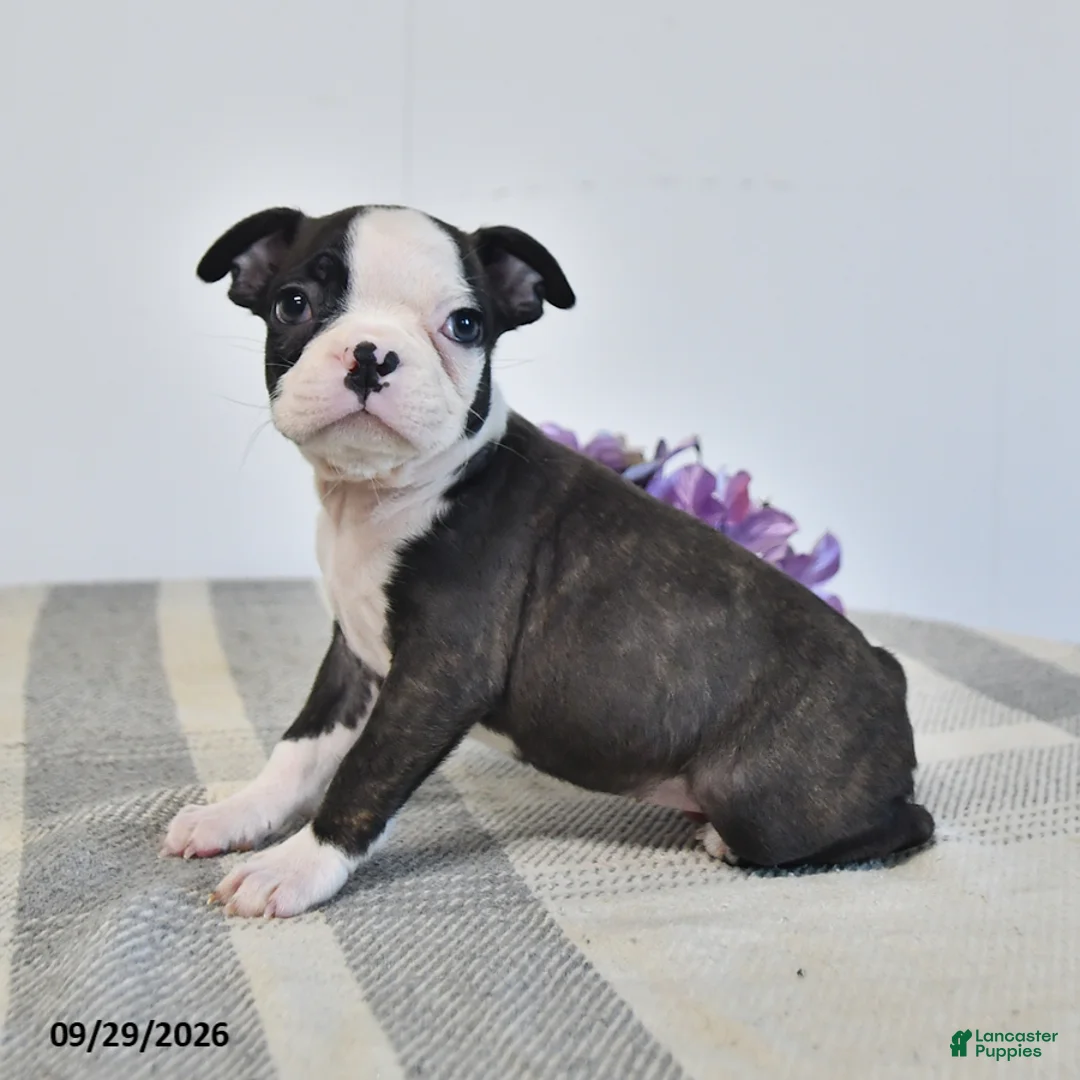 Boston Terrier dogs for sale: Hazel - Ad 2