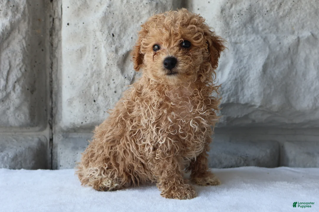 Bichpoo dogs for sale: Bella - Ad 1