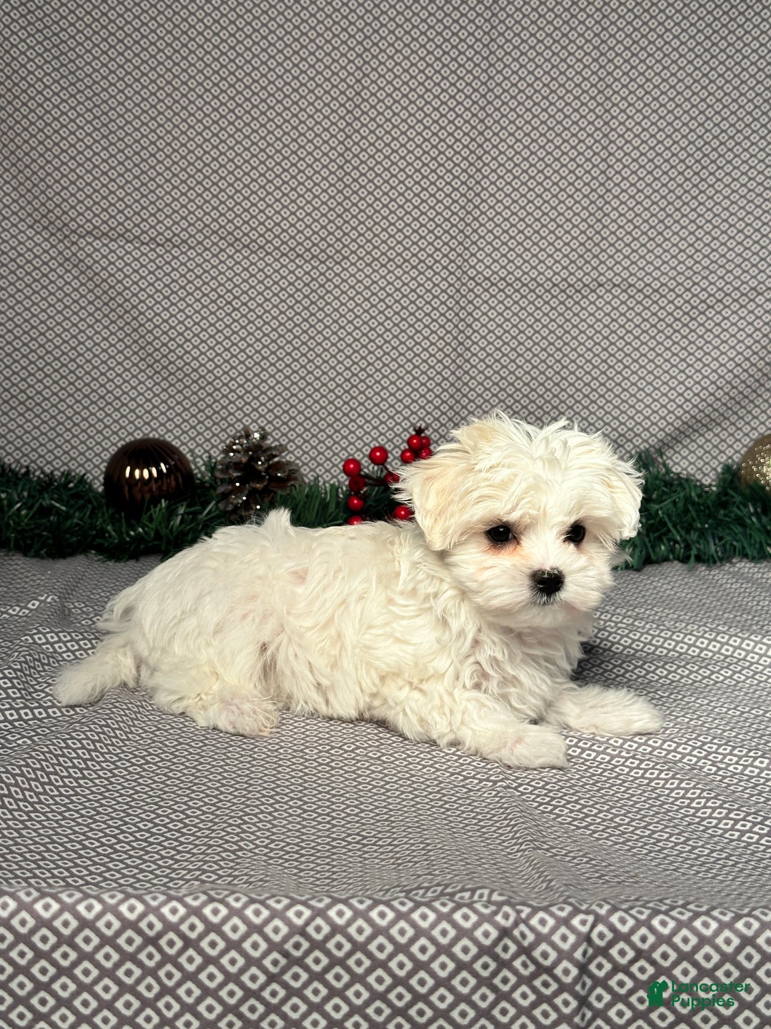 Maltese dogs for sale: Ivy - Ad 6