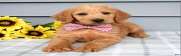 Labradoodle dogs for sale: Charlie  - Ad 7