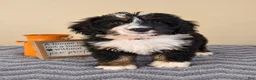 Bernedoodle dogs for sale: Milano - Ad 6