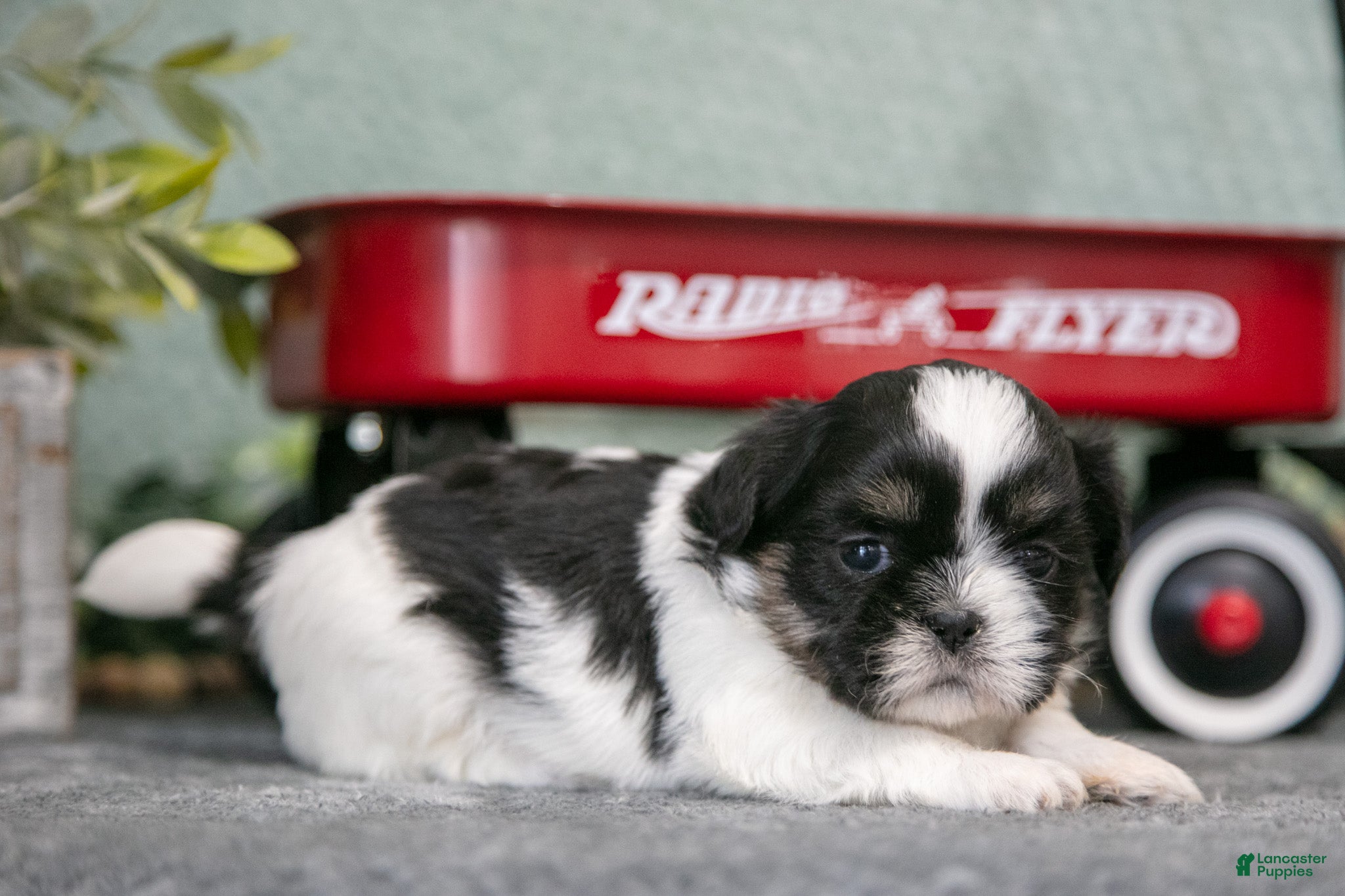 Shih Tzu dogs Tina - Ad 28