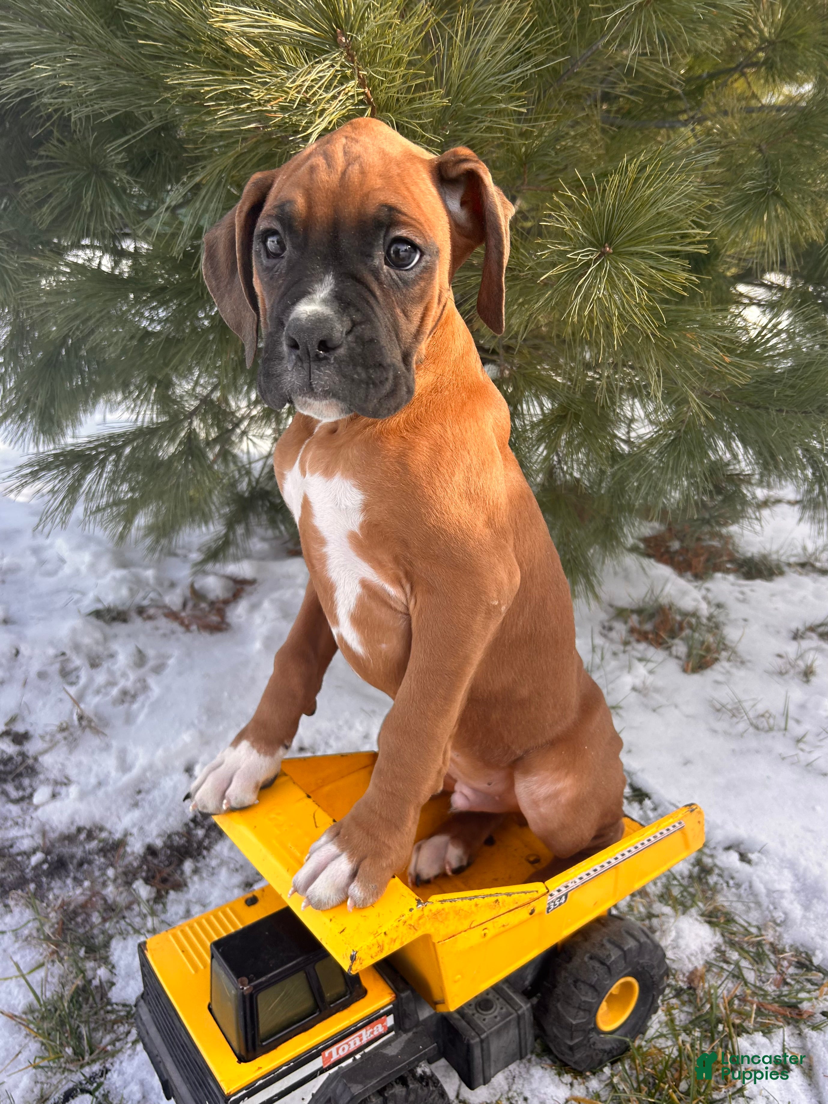 Boxer dogs Skylar - Ad 24